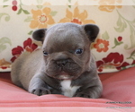Small #9 French Bulldog