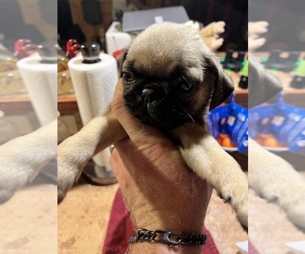 Medium Photo #4 Pug Puppy For Sale in WILLIAMSBURG, VA, USA