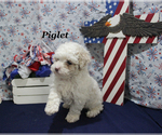 Small Poodle (Toy)