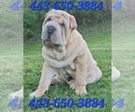 Image preview for Ad Listing. Nickname: Lentil