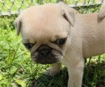 Puppy Lovey Dove Pug