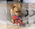 Small #2 American Pit Bull Terrier-Labrador Retriever Mix