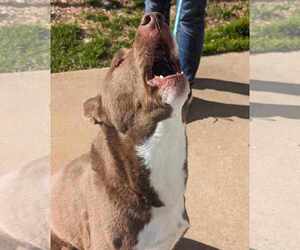 Juno - Male Akita-Siberian Husky Mix Dog for Adoption - Photo #5