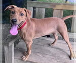 Small #2 Mutt