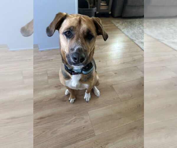 Medium Photo #3 Beagle-Unknown Mix Puppy For Sale in Brooklyn Center, MN, USA