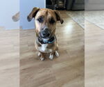 Small #2 Beagle Mix