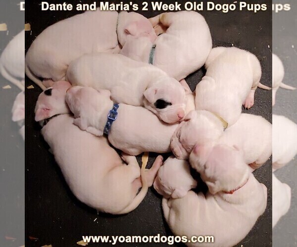 Medium Photo #16 Dogo Argentino Puppy For Sale in JANE, MO, USA