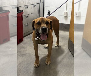 Mutt Dogs for adoption in Forestville, MD, USA