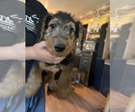 Puppy Puppy 2 Airedale Terrier