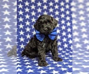 Cock-A-Poo-Poodle (Miniature) Mix Puppy for sale in KIRKWOOD, PA, USA