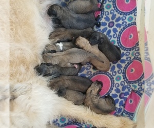Mastiff-Poodle (Standard) Mix Puppy for sale in HERALD, CA, USA