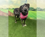 Small #4 Catahoula Leopard Dog-Plott Hound Mix