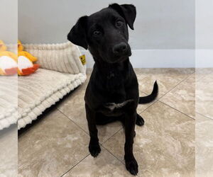 Mutt Dogs for adoption in Hilton Head, SC, USA