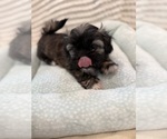 Small Photo #28 Poodle (Miniature)-Zuchon Mix Puppy For Sale in HTFD, CT, USA