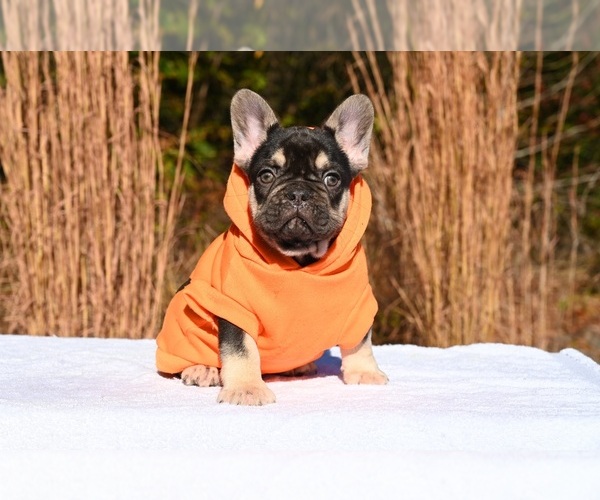 Medium Photo #3 French Bulldog Puppy For Sale in DECATUR, GA, USA