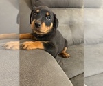Small #2 Rottweiler