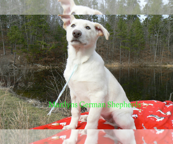 Medium Photo #5 German Shepherd Dog Puppy For Sale in PIEDMONT, MO, USA