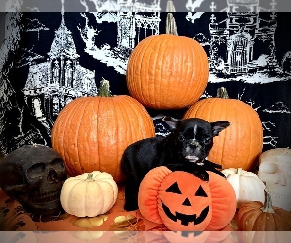 Medium Photo #10 French Bulldog Puppy For Sale in YUCCA VALLEY, CA, USA