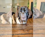 Small #8 Newfoundland