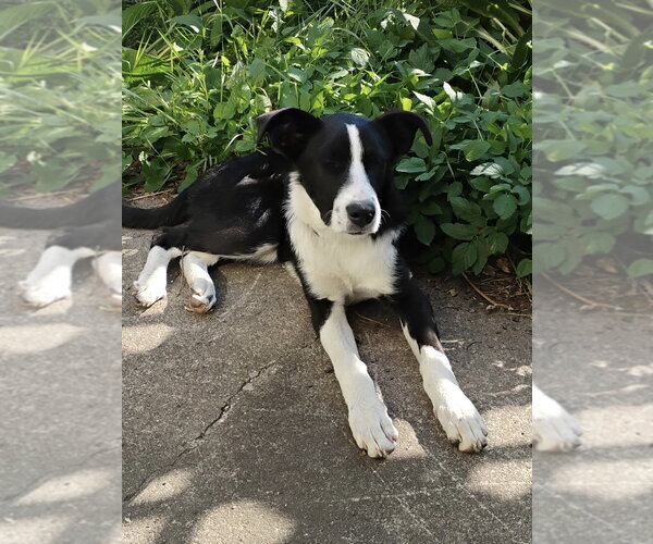 Medium Photo #1 Border Collie-Unknown Mix Puppy For Sale in Polson, MT, USA