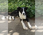 Small Border Collie Mix