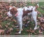 Small Photo #1 Brittany Puppy For Sale in WESTON, WI, USA