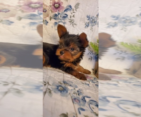 Medium Photo #4 Yorkshire Terrier Puppy For Sale in GLENDALE, AZ, USA