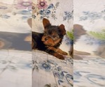 Small #3 Yorkshire Terrier
