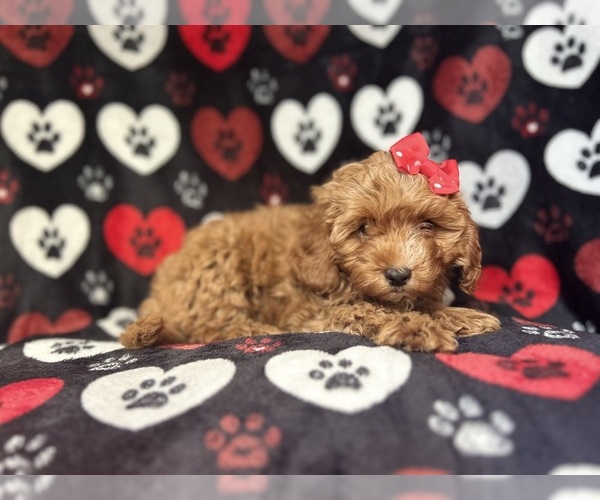 Medium Photo #6 Cavapoo Puppy For Sale in LAKELAND, FL, USA
