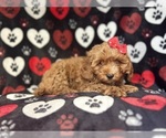 Small #5 Cavapoo