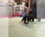 Small Photo #14 Great Dane Puppy For Sale in LEANDER, TX, USA