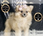 Small #5 Pomeranian