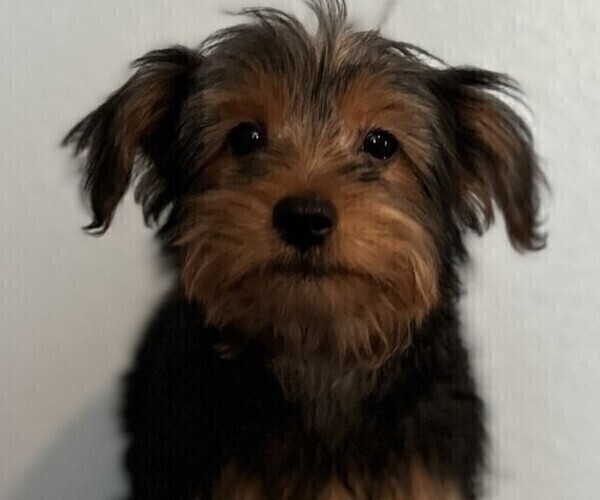 Medium Photo #16 Yorkshire Terrier Puppy For Sale in SACRAMENTO, CA, USA