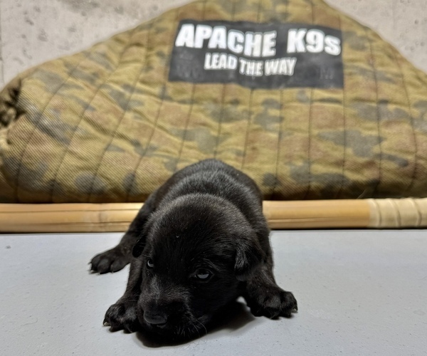 Medium Photo #1 Dutch Shepherd Dog Puppy For Sale in WATERTOWN, CT, USA