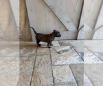 Small #7 Belgian Malinois