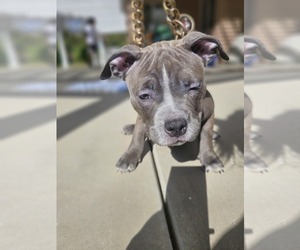 Medium American Bully