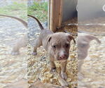 Small #2 American Bandogge mastiff