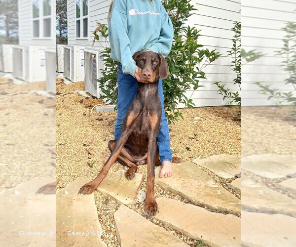 Medium Photo #1 Doberman Pinscher-Mastiff Mix Puppy For Sale in BRANTLEY, AL, USA