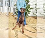 Small Photo #1 Doberman Pinscher-Mastiff Mix Puppy For Sale in BRANTLEY, AL, USA
