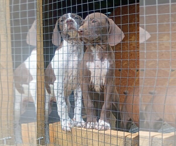 Medium Photo #1 German Shorthaired Pointer Puppy For Sale in SHADY VALLEY, TN, USA