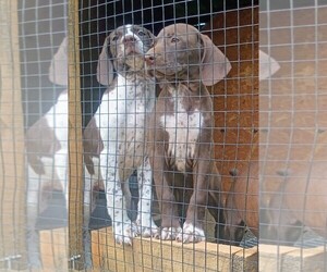 German Shorthaired Pointer Puppy for sale in SHADY VALLEY, TN, USA
