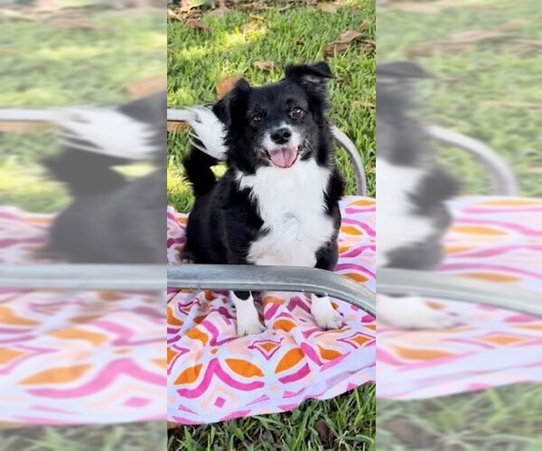 Medium Photo #8 Shih Tzu-Unknown Mix Puppy For Sale in Weston, FL, USA