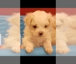 Small Photo #5 Maltipoo Puppy For Sale in SPENCER, NC, USA