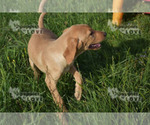 Small Photo #8 Labrador Retriever Puppy For Sale in SANGER, TX, USA