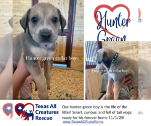 Labrenees Dogs for adoption in Lillian, TX, USA