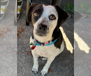 Beagle-Chihuahua Mix Dogs for adoption in Atlanta, GA, USA