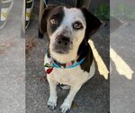 Small Photo #1 Beagle-Chihuahua Mix Puppy For Sale in Atlanta, GA, USA