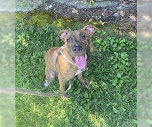 Medium Photo #2 Plott Hound Puppy For Sale in Louisville, KY, USA