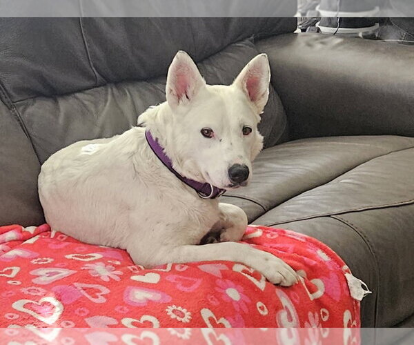 Medium Photo #14 Mutt Puppy For Sale in Lakewood, CO, USA