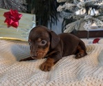 Small #8 Dachshund